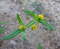 Melampodium strigosum