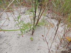 Pelargonium senecioides