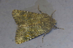 Polymixis lichenea