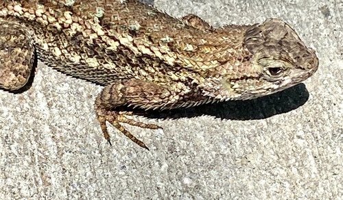 iNaturalist observation photo of Western Fence Lizard