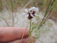 Pelargonium senecioides
