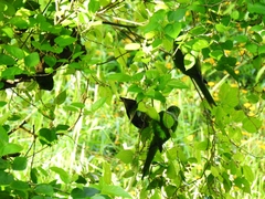 Psittacara leucophthalmus