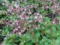 Crassula multicava multicava