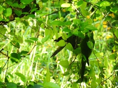 Psittacara leucophthalmus