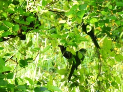 Psittacara leucophthalmus