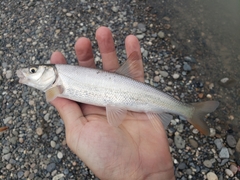 Mylocheilus caurinus