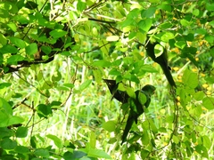 Psittacara leucophthalmus