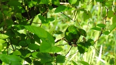 Psittacara leucophthalmus