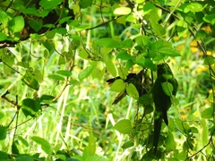 Psittacara leucophthalmus