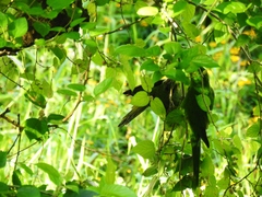 Psittacara leucophthalmus