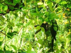 Psittacara leucophthalmus