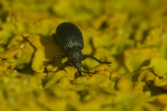Omphalapion hookerorum