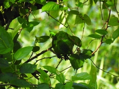 Psittacara leucophthalmus