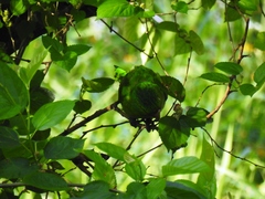 Psittacara leucophthalmus