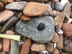 Littorina mandshurica