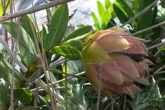 Liparia splendens comantha
