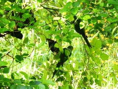 Psittacara leucophthalmus