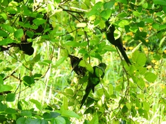 Psittacara leucophthalmus