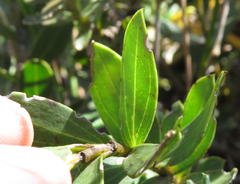 Liparia splendens comantha