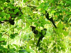 Psittacara leucophthalmus