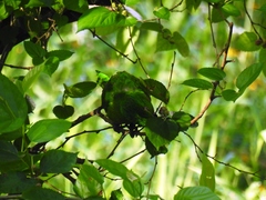 Psittacara leucophthalmus