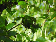 Psittacara leucophthalmus