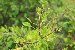 Fouquieria macdougalii