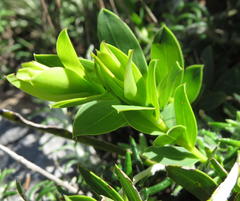 Liparia splendens comantha