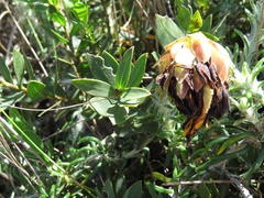 Liparia splendens comantha