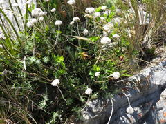 Liparia splendens comantha
