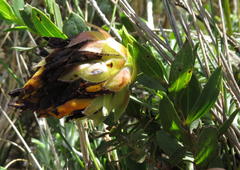 Liparia splendens comantha