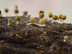 Physarum melleum