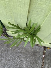 Microsorum pustulatum