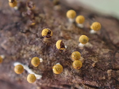 Physarum melleum