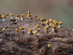 Physarum melleum