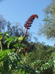 Melianthus major