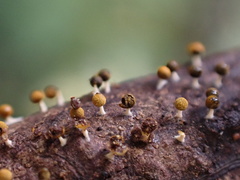 Physarum melleum