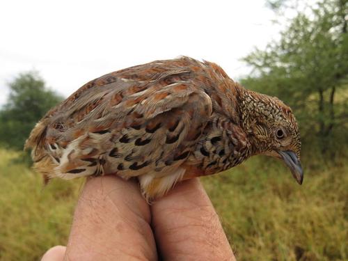 Kurrichane Buttonquail (Subspecies Turnix Sylvaticus Lepurana ...