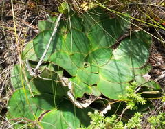 Hermas ciliata