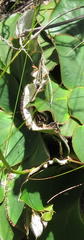 Hermas ciliata