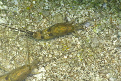 Petrobius maritimus