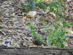 Turdus rufiventris