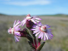 Ruschia geminiflora