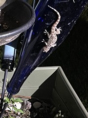 Hemidactylus turcicus