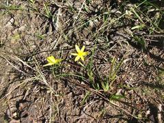 Pauridia trifurcillata