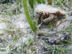 Dardanus scutellatus