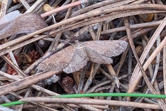 Selidosema brunnearia