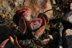 Adromischus triflorus