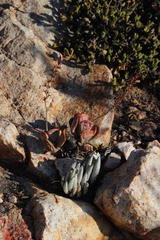 Adromischus triflorus