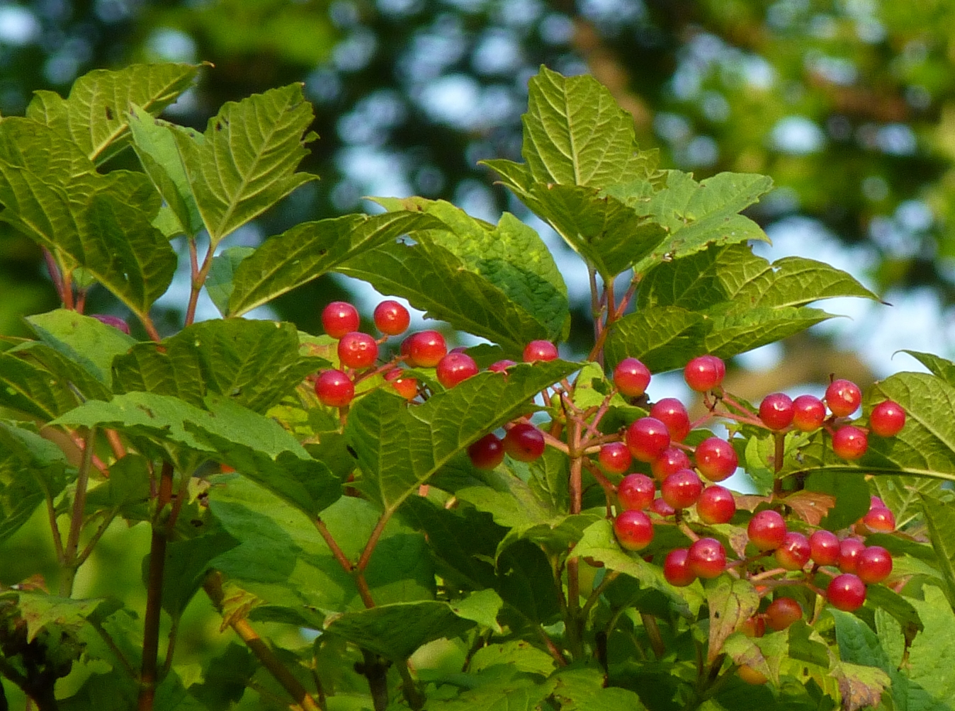 Viburnum opulus var. opulus